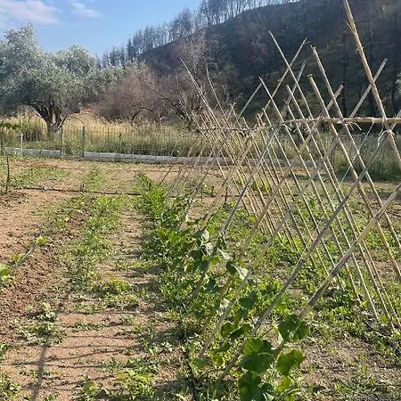 σπίτι μέσα στο δάσος * Agia Anna (Evia)